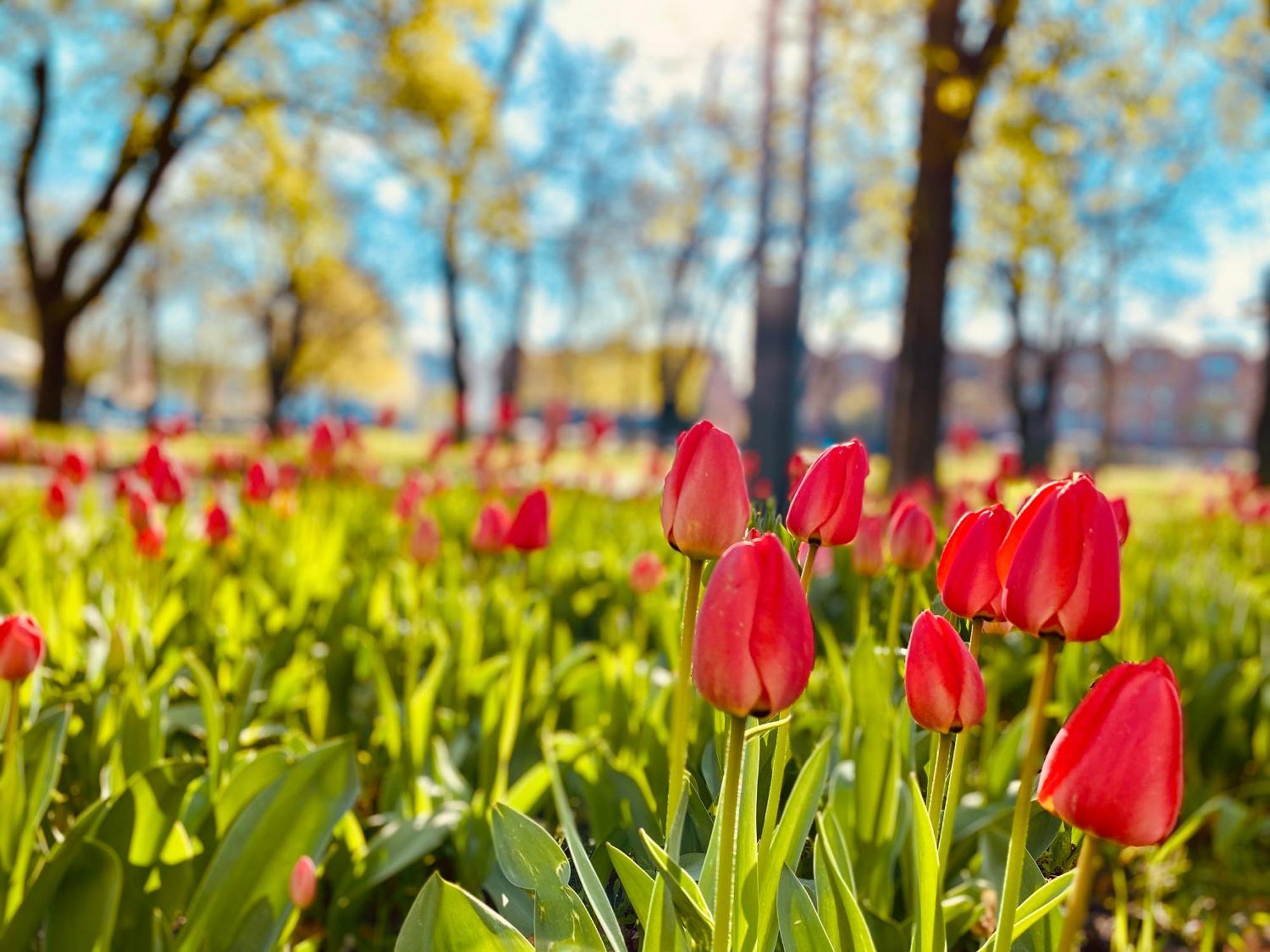 Schoene Aussichten Mitten In Berlin - Il Sole Екстер'єр фото