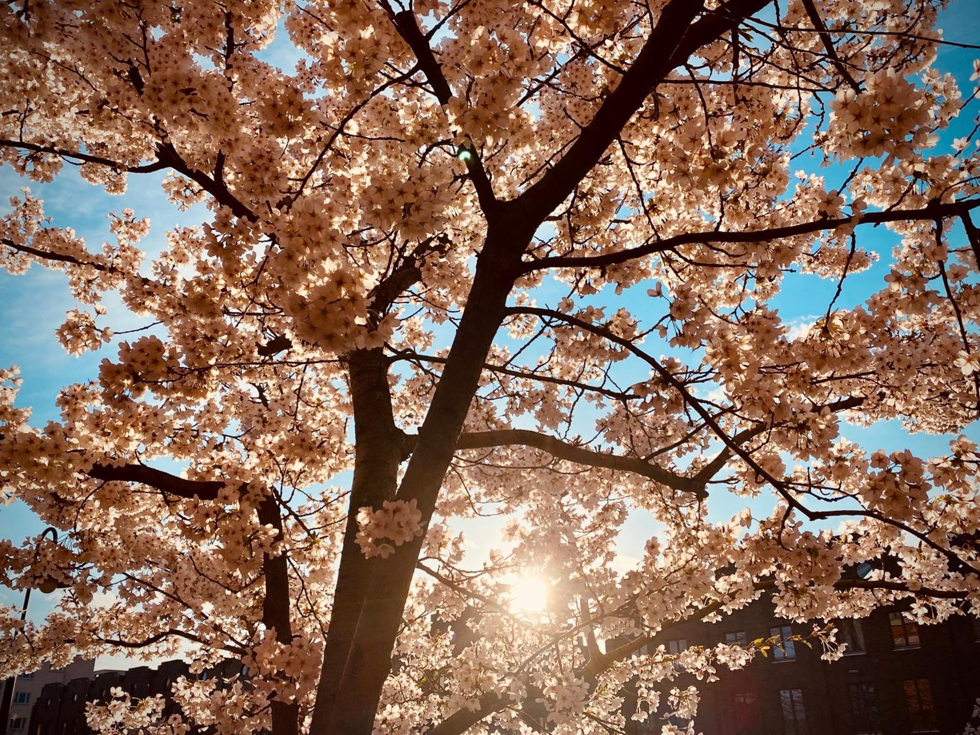 Schoene Aussichten Mitten In Berlin - Il Sole Екстер'єр фото